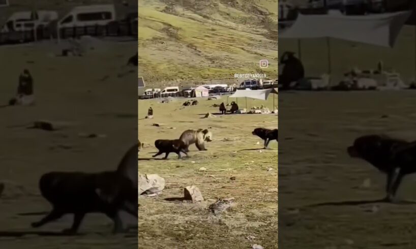 Tibetan brown bears vs dogs #bear #tibet #dogs #fighting #mastiff