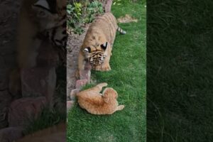 Tiger Cub want to Fight with Little Cat | Nouman Hassan |