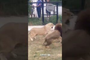 Tiger and lion fight, their respective families