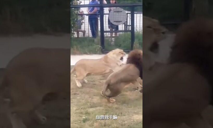 Tiger and lion fight, their respective families