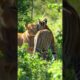 Tiger and lion playing together in the forest #lion #animals #viralshort
