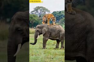 Tiger play Ful elephant up jump #animals #wildlife #dreamscreenai #tiger #superanimal