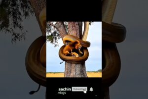 Tiger vs Bear — The Moment Jungle Turned Into War! 🐯🧸😱🔥#tigervsbear #tiger #bear #animalbattle