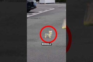 Tiny Abandoned Puppy Gets Rescued… and Can’t Stop Smiling 🥹❤️