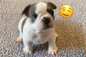 Top 10 Cutest Puppies Compilation | Try Not to Fall in Love 🐾❤️