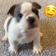 Top 10 Cutest Puppies Compilation | Try Not to Fall in Love 🐾❤️