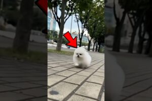 Top 5 Cutest Dogs in the World 🐾😍 | You Won’t Resist #2!