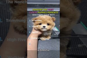 Top 5 Cutest Puppies EVER 🐶💗