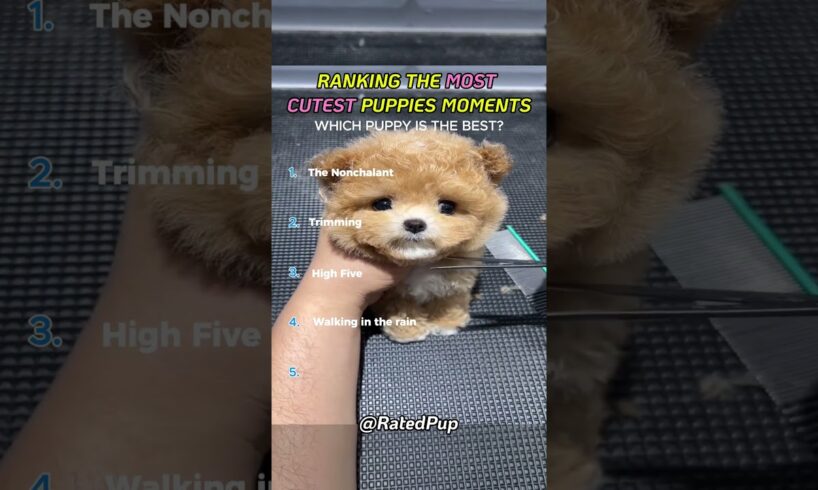 Top 5 Cutest Puppies EVER 🐶💗