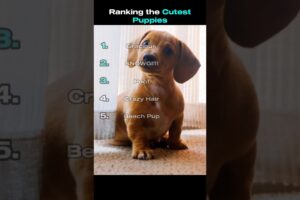 Top 5 Cutest Puppies! 🐶🐕❤️ #puppy #cutedog #doggo