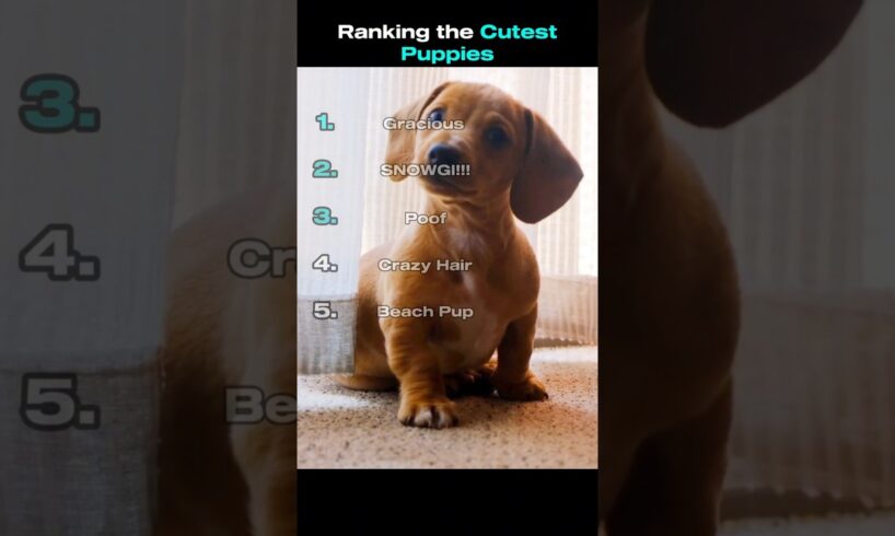 Top 5 Cutest Puppies! 🐶🐕❤️ #puppy #cutedog #doggo