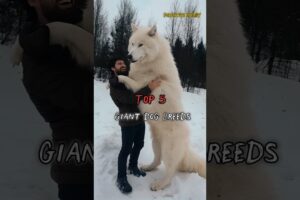 Top 5 Giant Dog Breeds in the World! 🐶🔥 #dogbreed
