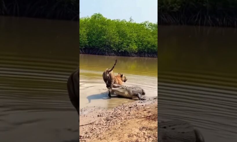 Top 5 WILD Animal Fights You Won't Believe Happened
