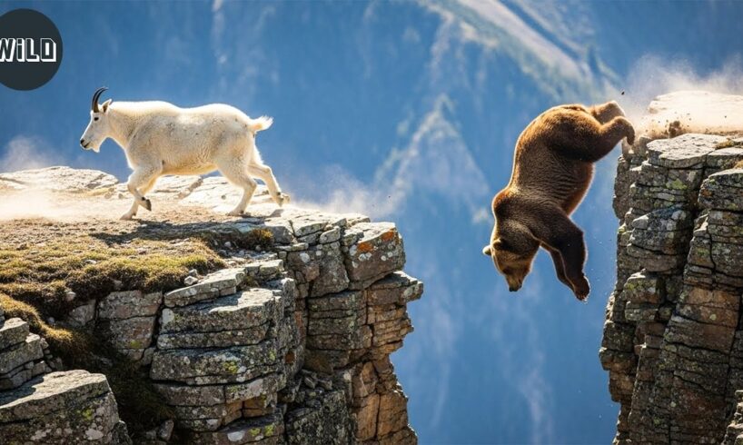 Top 50 Wild Bear Encounters Ever Caught on Camera | Wild Fights Documentary