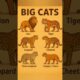 🐆Top 6 Most Powerful Big Cats in the World 🐆 | Lions, Tigers, Jaguars & More”🐆#leopard#tiger#lion🐆