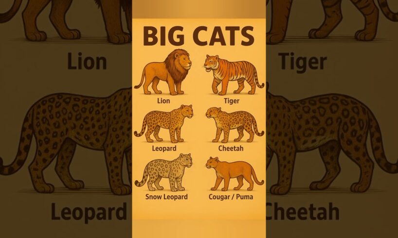 🐆Top 6 Most Powerful Big Cats in the World 🐆 | Lions, Tigers, Jaguars & More”🐆#leopard#tiger#lion🐆