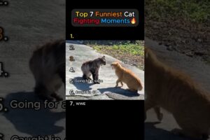 Top 7 Funniest Cat Fighting Moments🔥🤣 (You won’t believe!!)