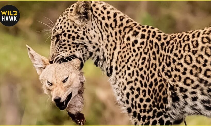 Tragic! DEADLIEST Leopard Attacks Ever Caught on Camera | Animal Fights