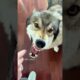 Turning a wolf into a “dog” #wolf #shorts #animals #rescue #pet