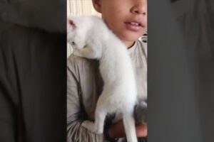 Two cats are playing#cats#cat#cutecats#catvideos#catlovers#pets#petslovers#animals#animallovers#pet