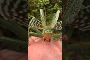 Types of Katydids Part 2 #insects #shorts