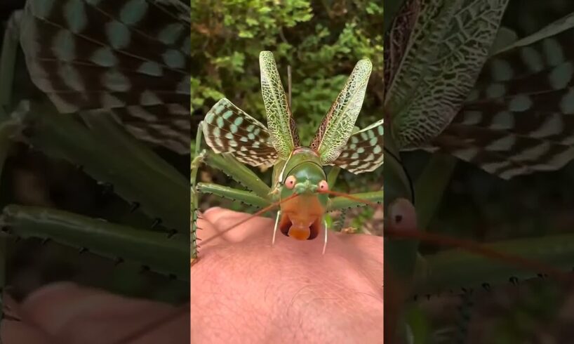 Types of Katydids Part 2 #insects #shorts