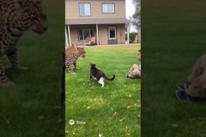 “Unbelievable! Cat Risks her Life to Save Little Boy from Leopard 😭❤” #video #viral  #cat #leopard