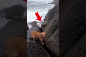 Unbelievable! Dog rescue in extremely rough seas #dog #dogrescue #pets