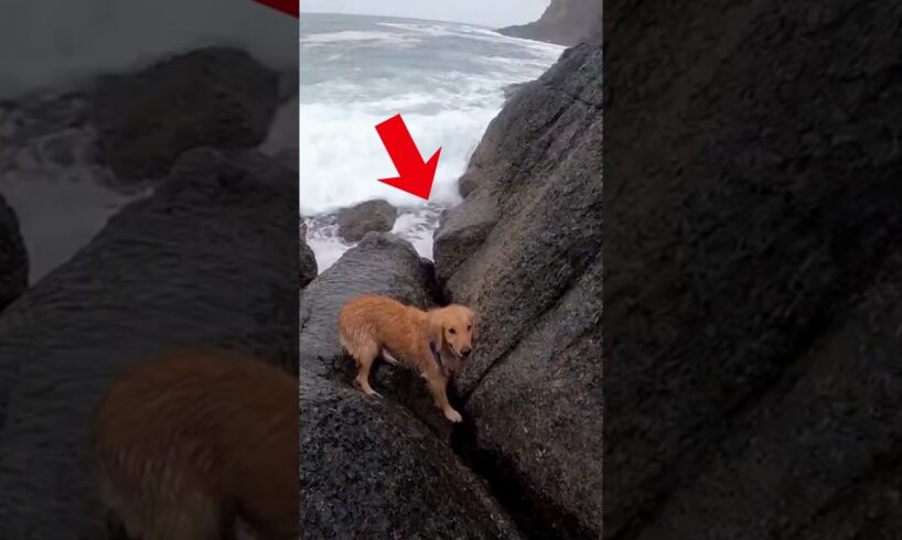 Unbelievable! Dog rescue in extremely rough seas #dog #dogrescue #pets