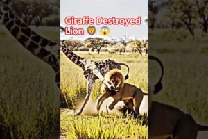 Unbelievable! Girrafe Fights Back Against Charging Lion