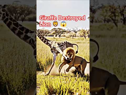 Unbelievable! Girrafe Fights Back Against Charging Lion