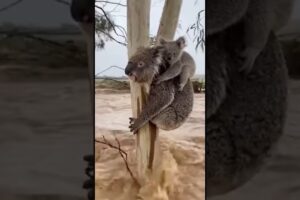 Unbelievable! Stranded Koala Reaches for Rescuer in Massive Flood  #koala  #rescue #shorts