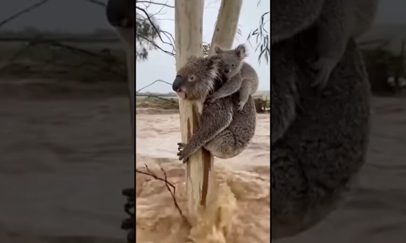 Unbelievable! Stranded Koala Reaches for Rescuer in Massive Flood  #koala  #rescue #shorts