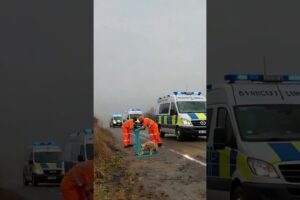 #UsaHeroHelpAnimalsAI#AIAnimals#AIWildlifeStory#AIAnimalRescue#AIViralVideos#AICinematicStory