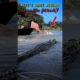 WILL HUSBAND SURVIVE❓CROCODILE ATTACK🐊 #crocodile #amazing #usa