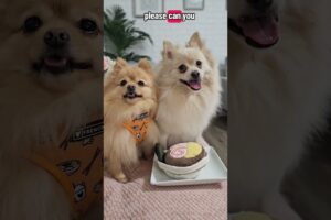WILL YOU be friends with these cute puppies?🥺🐾❤️ #pomeranian #cutedog #happydog #dogvideos #shorts