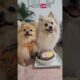WILL YOU be friends with these cute puppies?🥺🐾❤️ #pomeranian #cutedog #happydog #dogvideos #shorts