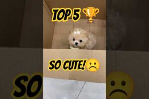 Warning: This is the Cutest Puppy Compilation Ever!