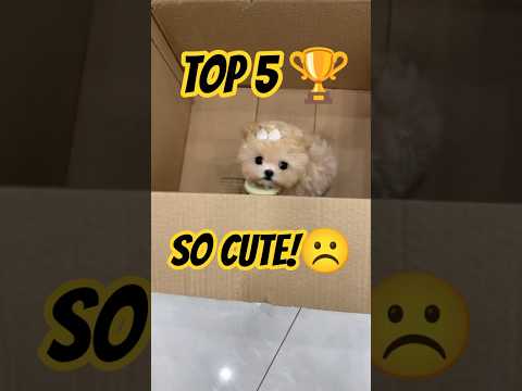 Warning: This is the Cutest Puppy Compilation Ever!