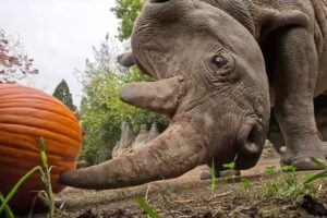 Watch Adorable Animals Squish Big Pumpkins