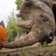 Watch Adorable Animals Squish Big Pumpkins