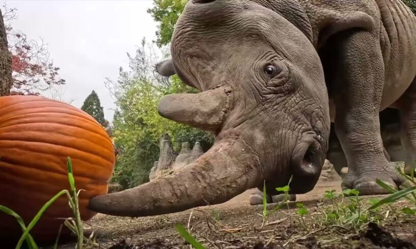 Watch Adorable Animals Squish Big Pumpkins