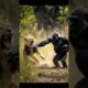 Watch this lion vs. gorilla fight❗