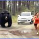 When Bears Go On A Rampage Caught On Camera! #2