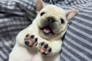 When Cute Puppies Turn Into Little Comedians 😂 Cutest Baby Animals Videos