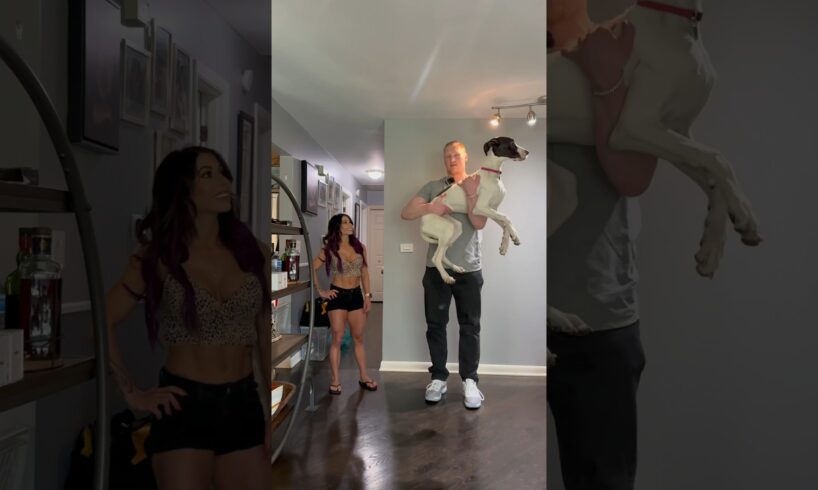 Who can pick up my Great Dane #greatdane #shorts #short #tall #puppy