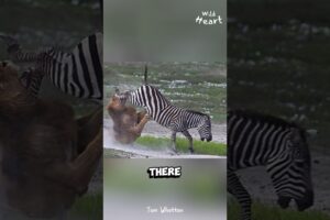 Why We Don't Ride ZEBRAS...