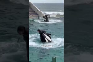 Why orcas like humans? 🥰