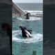 Why orcas like humans? 🥰