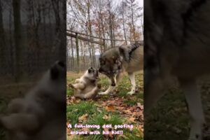 Wild Animals Play With Their Babies - Heartwarming Moments